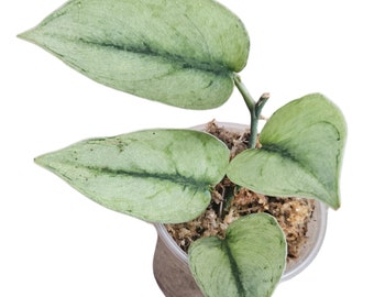 Scindapsus Exotica Mint