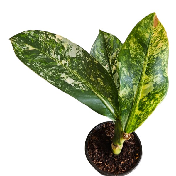 Dieffenbachia Longispatha Variegata