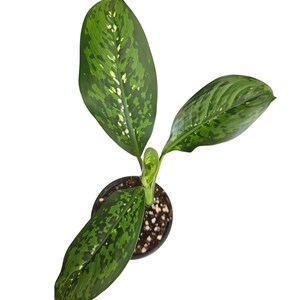 Dieffenbachia Wallisii