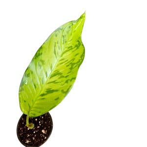 Dieffenbachia Mayan Jade