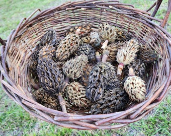 Southern Magnolia Seed Pods Dried (5ct)