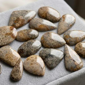 Natural Fossil Coral Cabochon Lot – Mix AAA Quality Gems