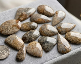 Natural Fossil Coral Cabochon Lot – Mix AAA Quality Gems
