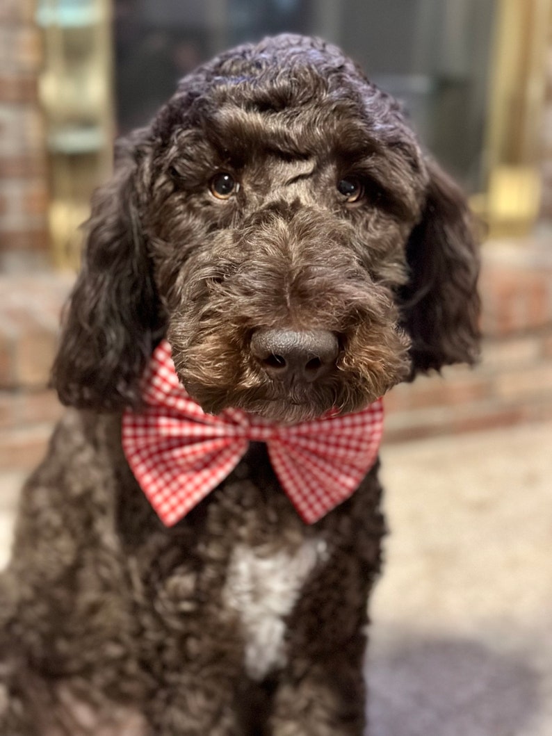 Dog Bowties (red and white gingham, large)