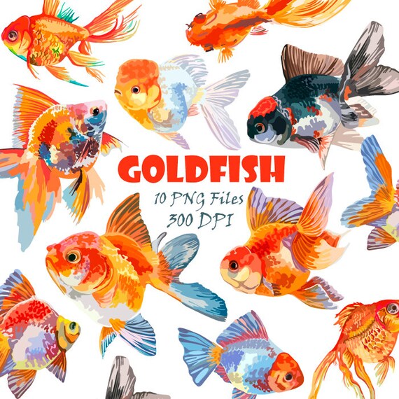 buy small goldfish online