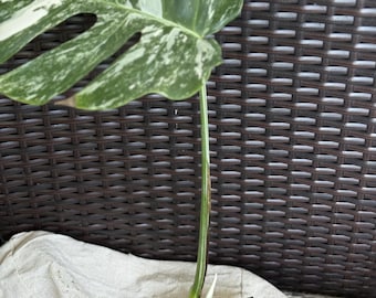 Spider man monstera “amydrium silver” 4” pot (ALL PLANTS