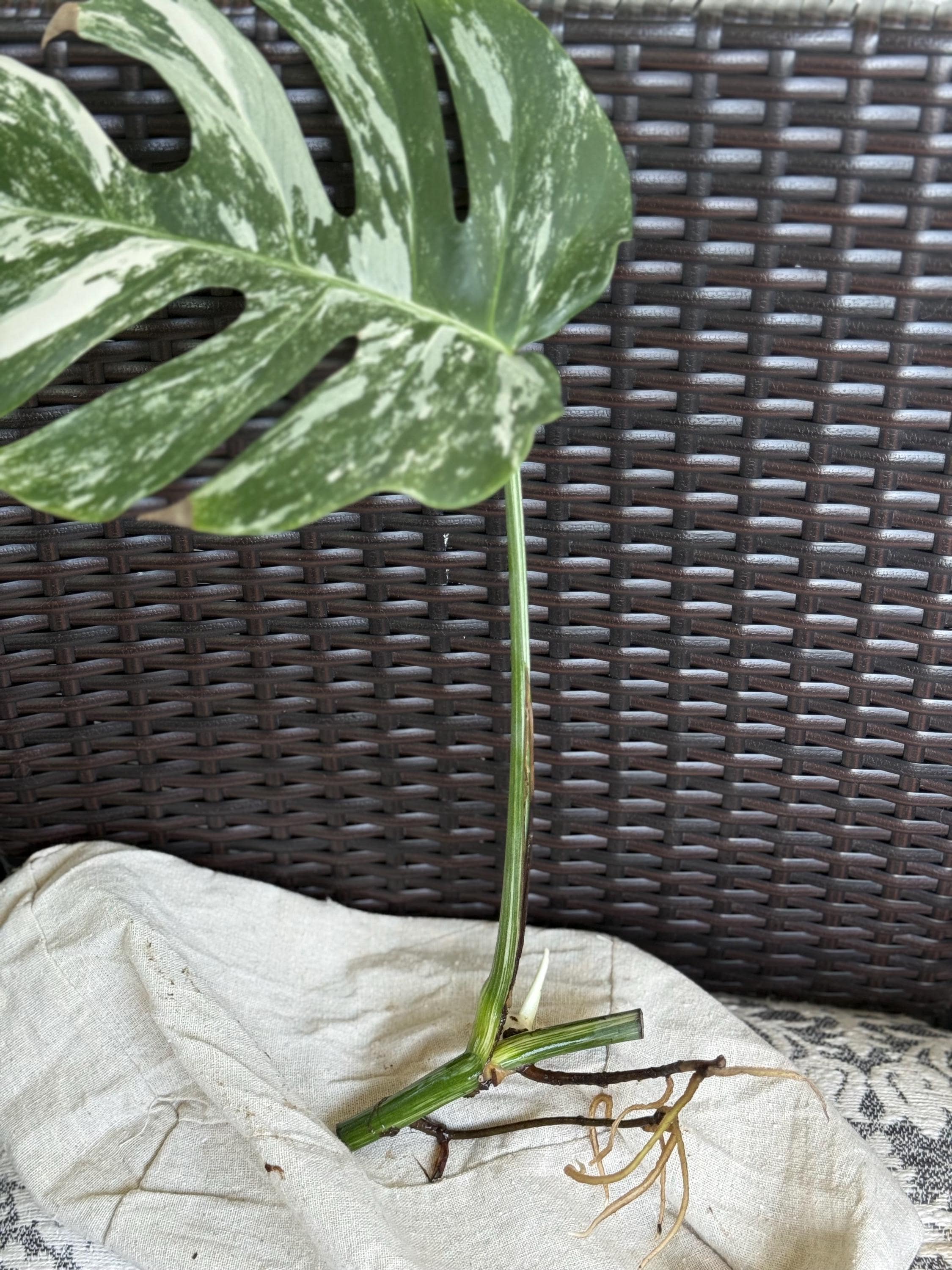 格安 モンステラ エレクトロライト コレクション】【予約販売】モンステラ デリシオーサ 'エレクトロ