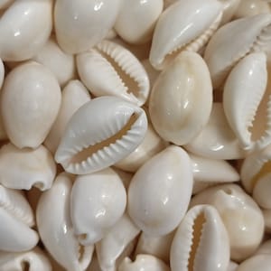 Cowries Shell, Cowries Seashell Bulk, Natural Seashell Beach Decor Seashell Cowry Beads money shell Art Loose Shell for crafts supply