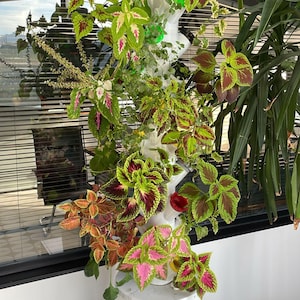 May include: A white vertical hydroponic garden tower filled with colorful coleus plants. The coleus leaves display vibrant shades of green, red, pink, and orange. The tower is placed on a white bucket and a white shelf, with a window and other plants in the background.