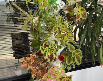 Paquete STL para jardín hidropónico, sistema de cultivo vertical, macetas modulares (descarga digital)