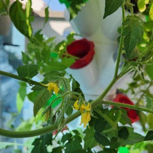 Space Saving, Easy Home Hydroponics, Small Spaces, Apartment Gardening
