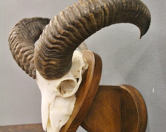 Mouflon Ram Antlers Skull Trophy Skull Trophy