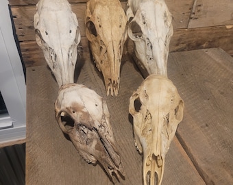 Whitetail deer doe skull