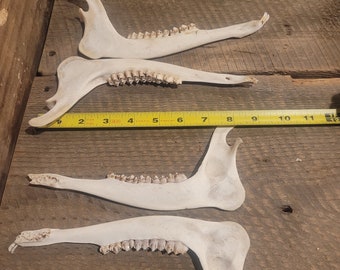 Whitetail deer jawbone