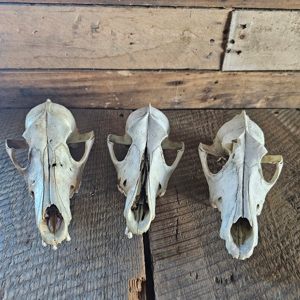 Coyote skull