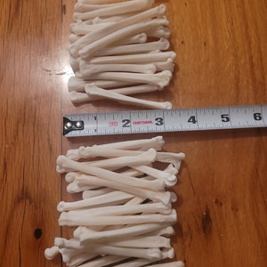 Coyote foot bones