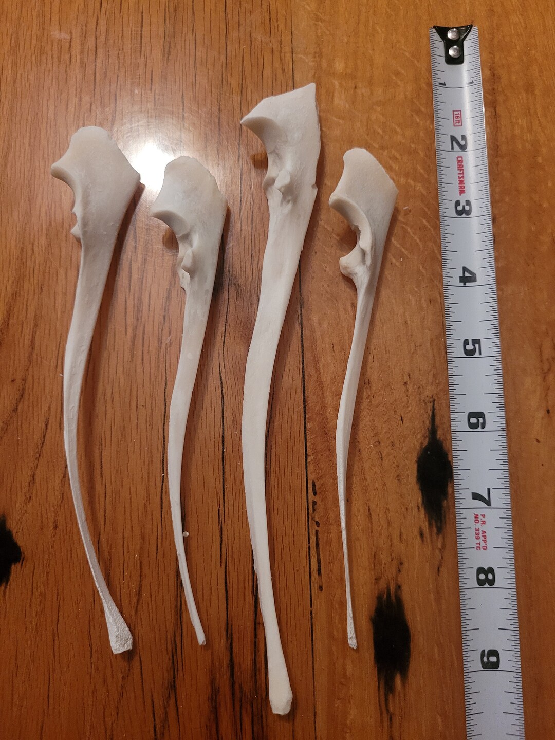 Whitetail Deer Ulna Leg Bone Etsy