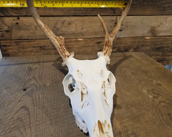 Whitetail deer skull with antlers