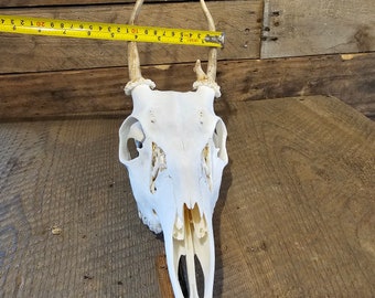 Whitetail deer skull with antlers