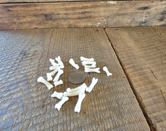 Coyote toe bones