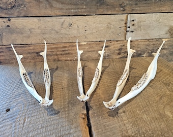 Intact whitetail deer jawbone