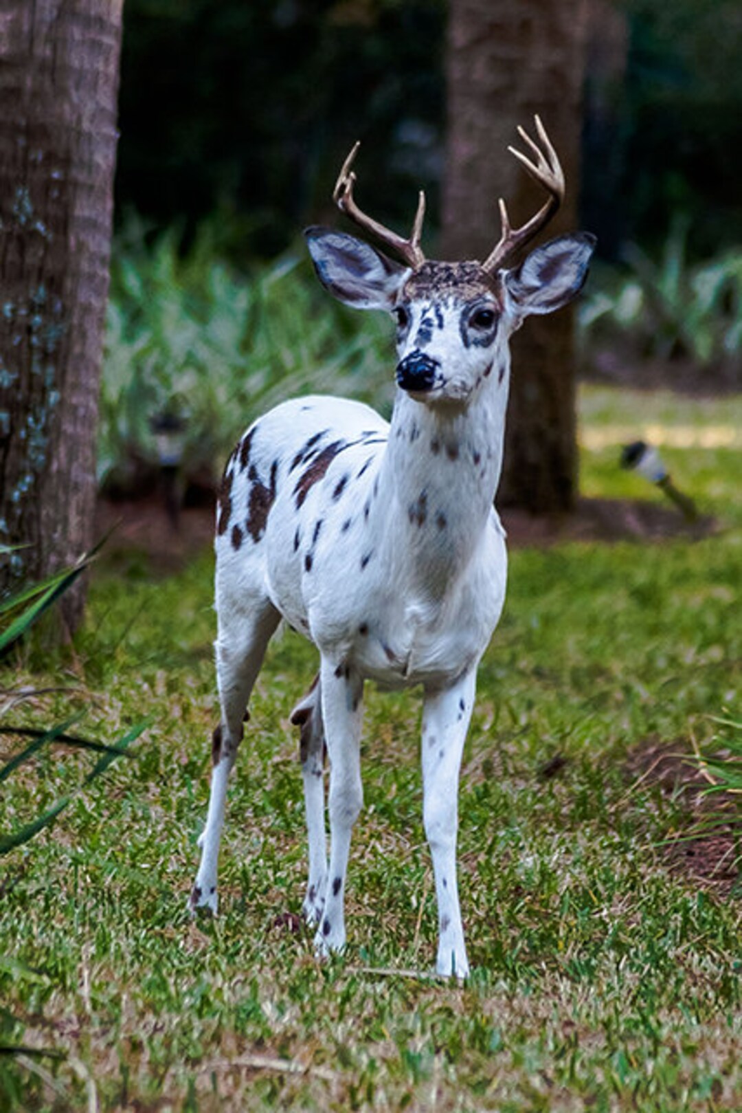 RARE Piebald Whitetail Deer Hooves Etsy