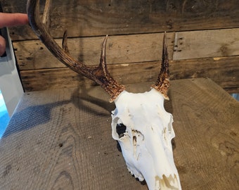 Whitetail deer skull with antlers