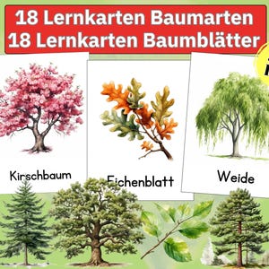Pflanzen Wald Bäume Montessori Bäume Natur lernen Lernmaterial Kinder Lernposter Kinderzimmer Kindergarten lernen Bildkarten pdf