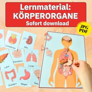 Anatomie Lernkarten lernen Kinder Puzzle Organe Körper Lernspiel Kinder DIY Anatomie Zuordnungsspiel Montessori Biologie Vorschule Körper