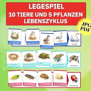 Puede incluir: Tarjetas educativas que ilustran los ciclos de vida de animales y plantas. Las tarjetas muestran etapas como huevos, larvas y formas adultas de criaturas como cisnes, tortugas y mariquitas. El título es "LEGESPIEL 10 TIERE UND 5 PFLANZEN LEBENSZYKLUS".