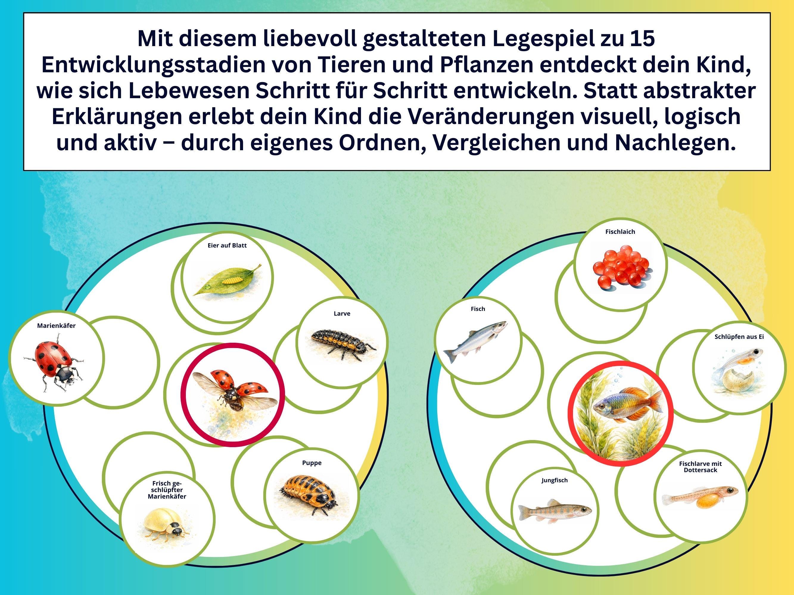 Cycle Matching Game Animals and Plants Life Cycle Bee Science Sorting ...