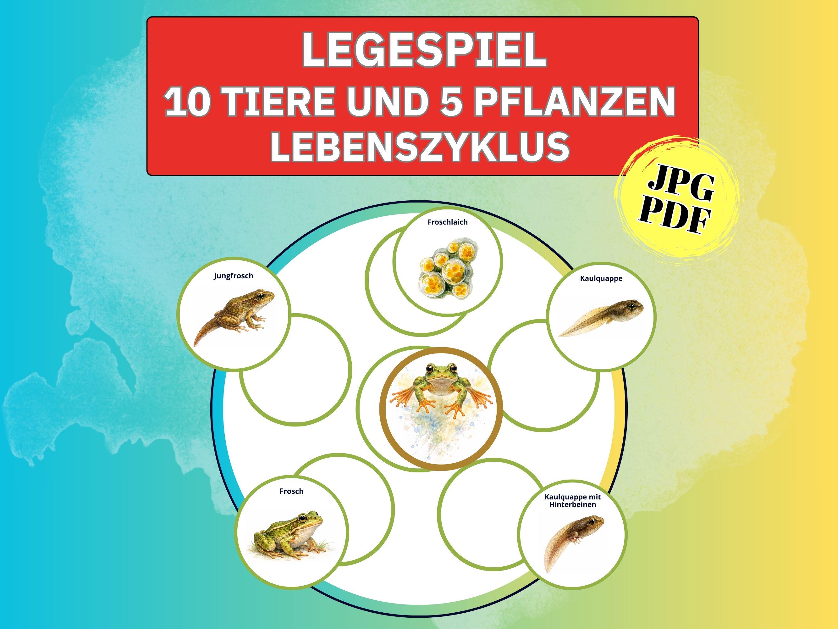 Cycle Matching Game Animals and Plants Life Cycle Bee Science Sorting ...
