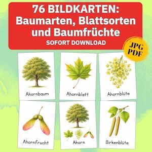 Può includere: Un set di flashcard con illustrazioni di alberi, foglie e frutti. Le carte presentano immagini di Ahornbaum, Ahornblatt, Ahornblüte, Ahornfrucht, Ahorn e Birkenblüte. Il testo sulle carte è in tedesco.