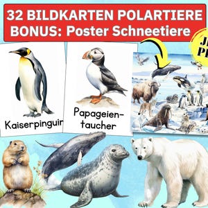 Może przedstawiać: Zestaw edukacyjny z zwierzętami polarnymi. Zawiera ilustrowane karty z pingwinem, maskonurem i innymi arktycznymi stworzeniami. Dołączony jest również dodatkowy plakat z różnymi zwierzętami. Tekst na kartach jest w języku niemieckim.
