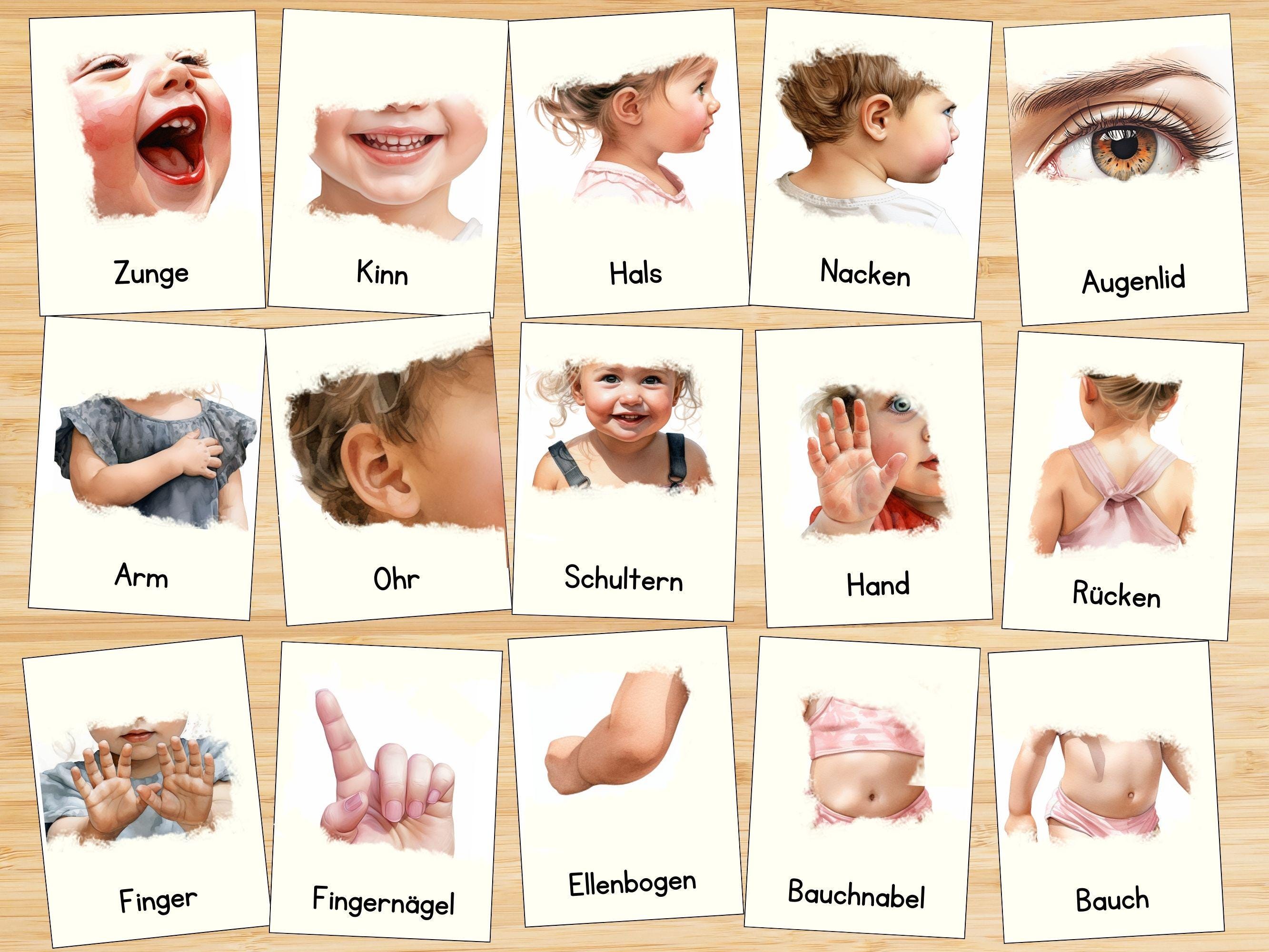 Körperteile lernen mit Montessori Bildkarten, 40 lernkarten kinder ...