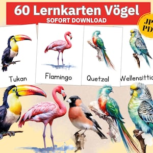 Vogel Bildkarten Montessori Vogelarten Karten, Lernkarten Kinder Vogel Clipart, Vogelkunde lernen Postkarten Set Vogel Montessori Bildkarten