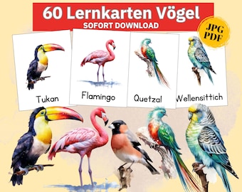 Vogel Bildkarten Montessori Vogelarten Karten, Lernkarten Kinder Vogel Clipart, Vogelkunde lernen Postkarten Set Vogel Montessori Bildkarten