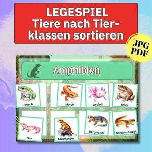 May include: Educational game with amphibian illustrations. The image shows a red banner with German text, a green section labelled "Amphibien", and cards with frog, salamander, and axolotl drawings. The image also includes the text "JPG PDF".