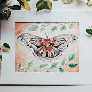cecropia moth print (hyalophora cecropia)