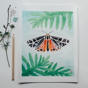 tiger moth print (arctia caja)