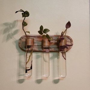 Paars hart- Tradescantia Zebrina