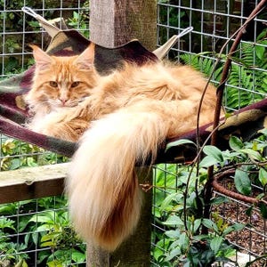 Cat Hammock