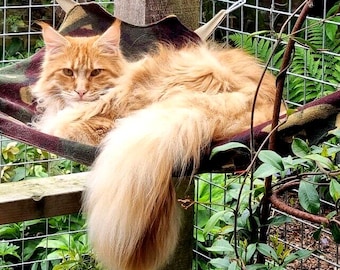 Cat Hammock, machine washable : Polar Fleece, Removable Hooks