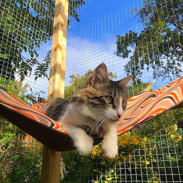 Rede para Gatos Extra Grande