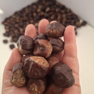 Può includere: Primo piano di una mano che tiene diverse castagne marroni lucide. Un mucchio sfocato di noci simili è visibile sullo sfondo. Le castagne hanno una macchia marrone chiaro.