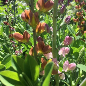 Baptisia hybrid / False Indigo hybrid / 50 FRESH SEEDS