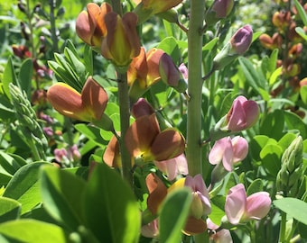 Baptisia hybrid / False Indigo hybrid / 50 FRESH SEEDS