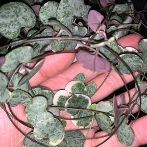 Variegated String of Hearts