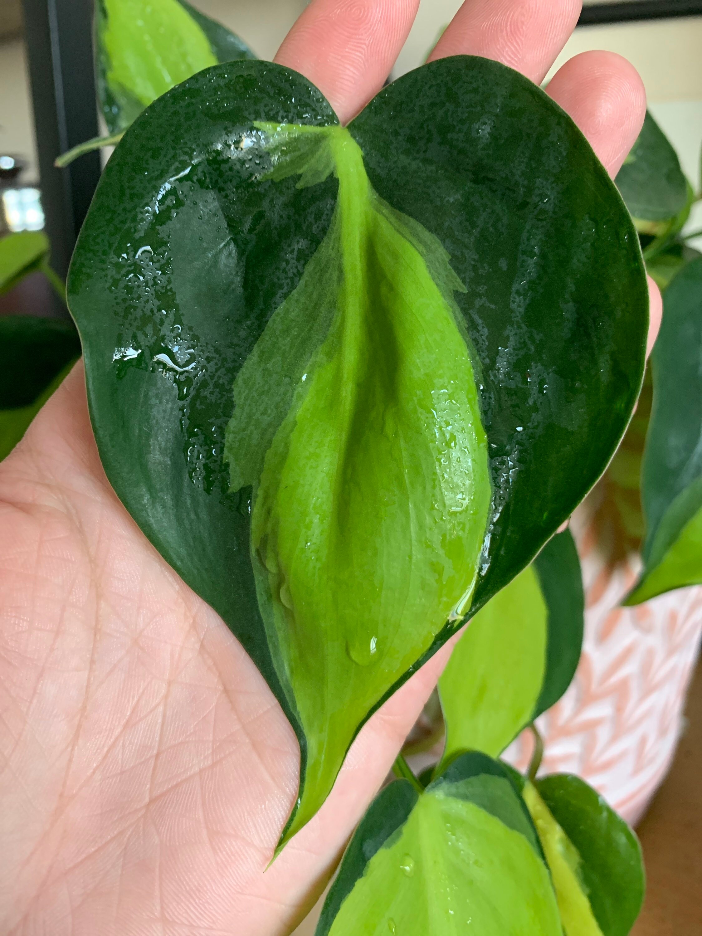 Philodendron Brasilien - Etsy sterreich
