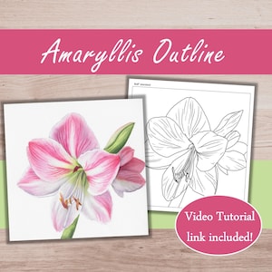 May include: Amaryllis Outline art print featuring a watercolor painting of a pink and white amaryllis flower and a black and white line drawing. The image includes the text "Amaryllis Outline" and a pink oval with the text "Video Tutorial link included!"